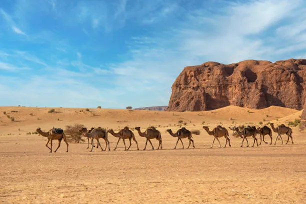 Camels on the Nature